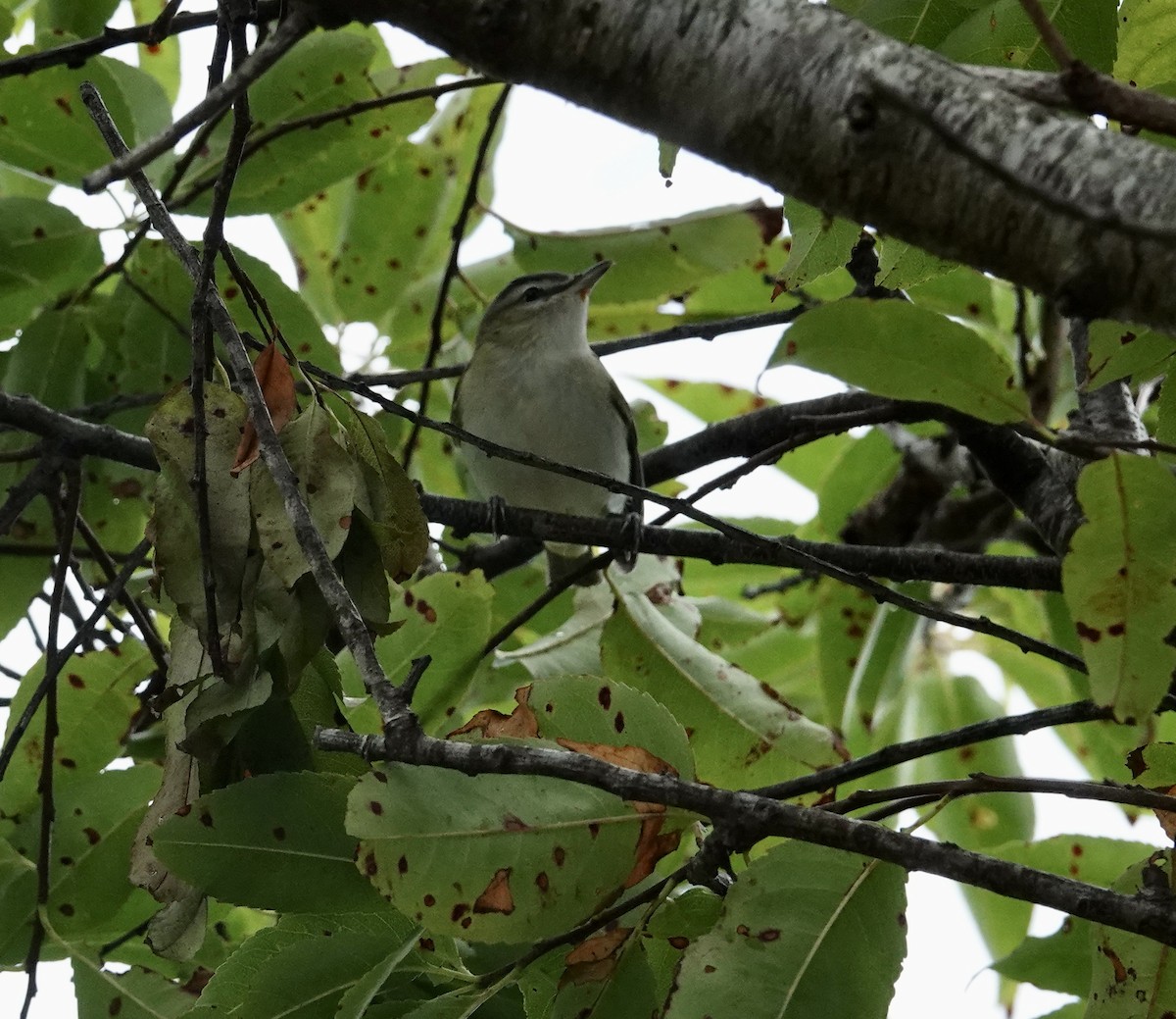 Red-eyed Vireo - ML646430497