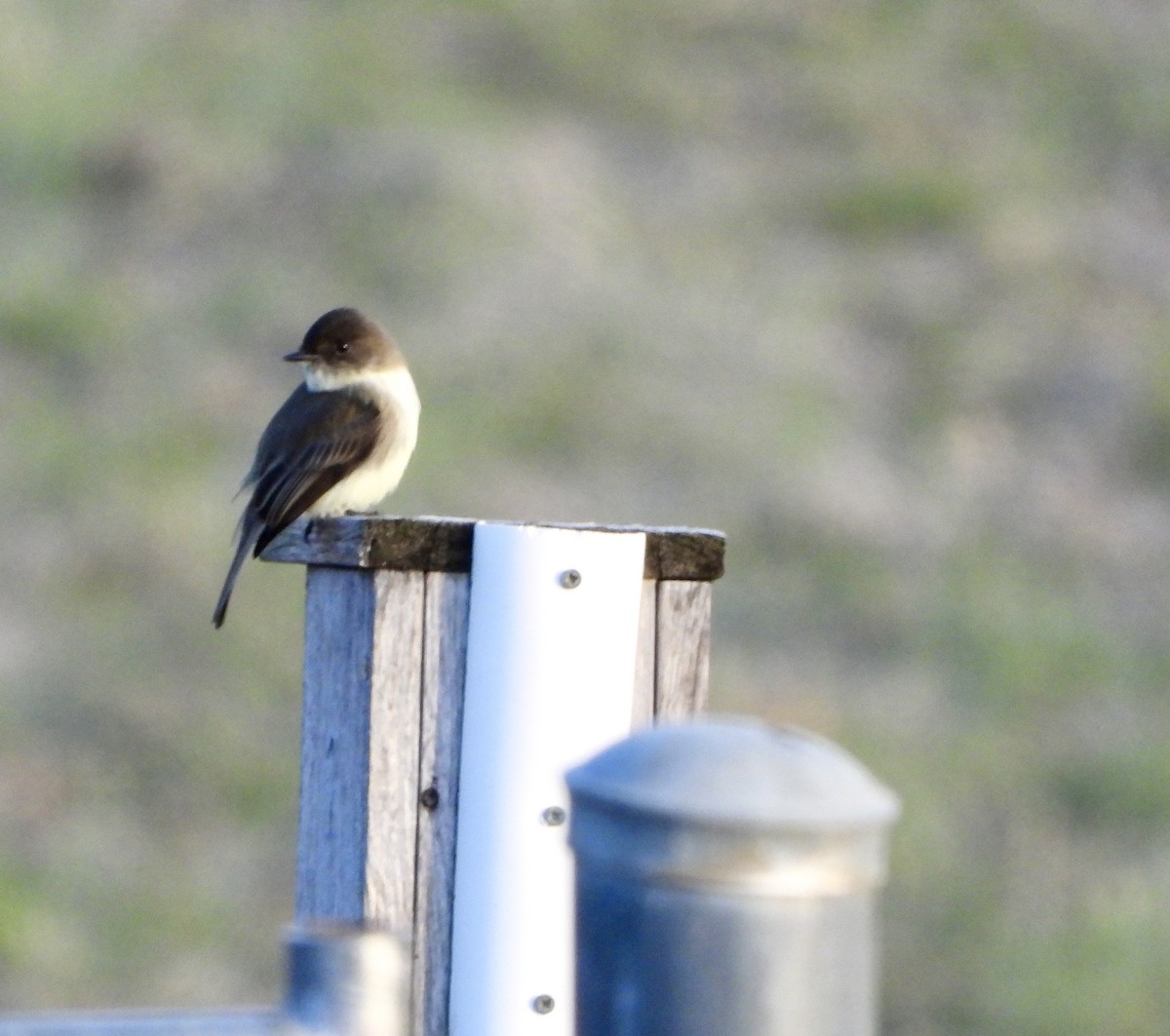 Eastern Phoebe - ML646430498