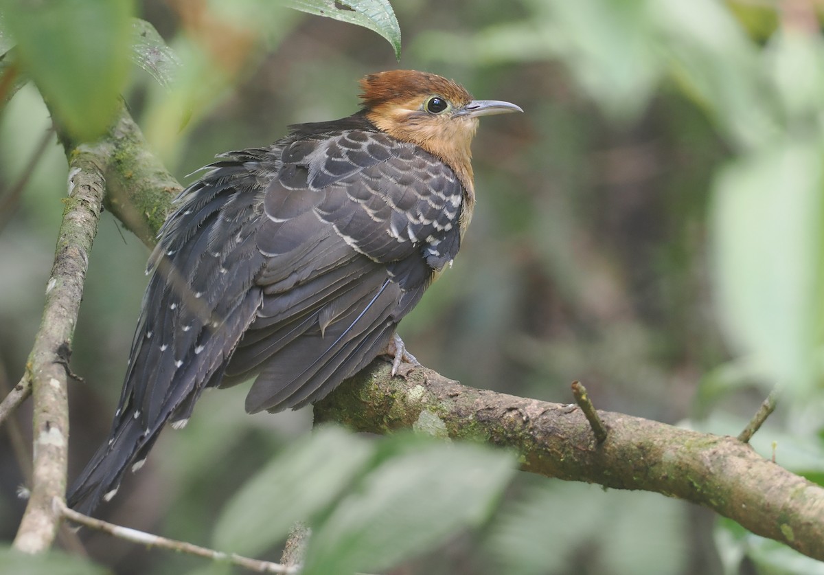 Pavonine Cuckoo - ML646430501