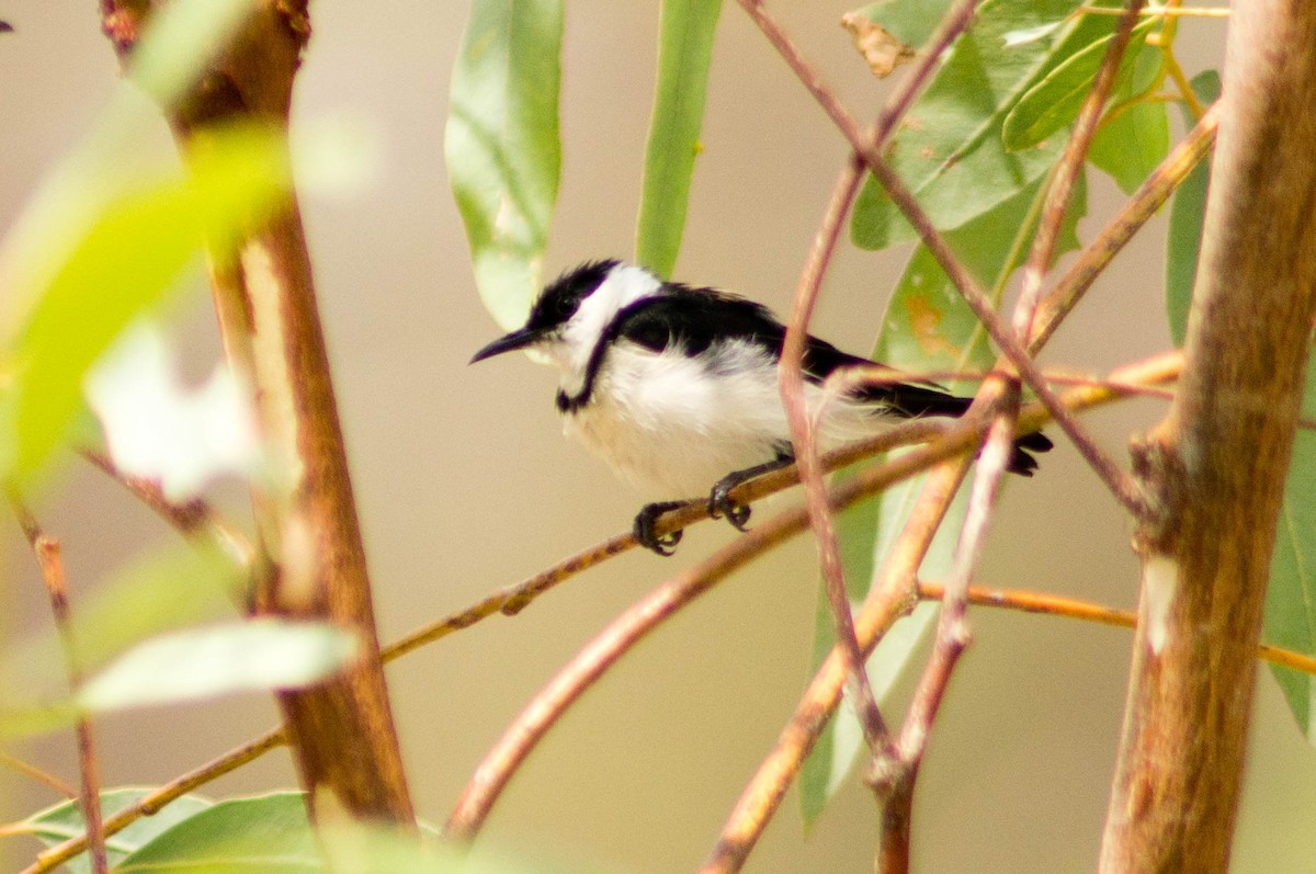 Banded Honeyeater - ML646430503