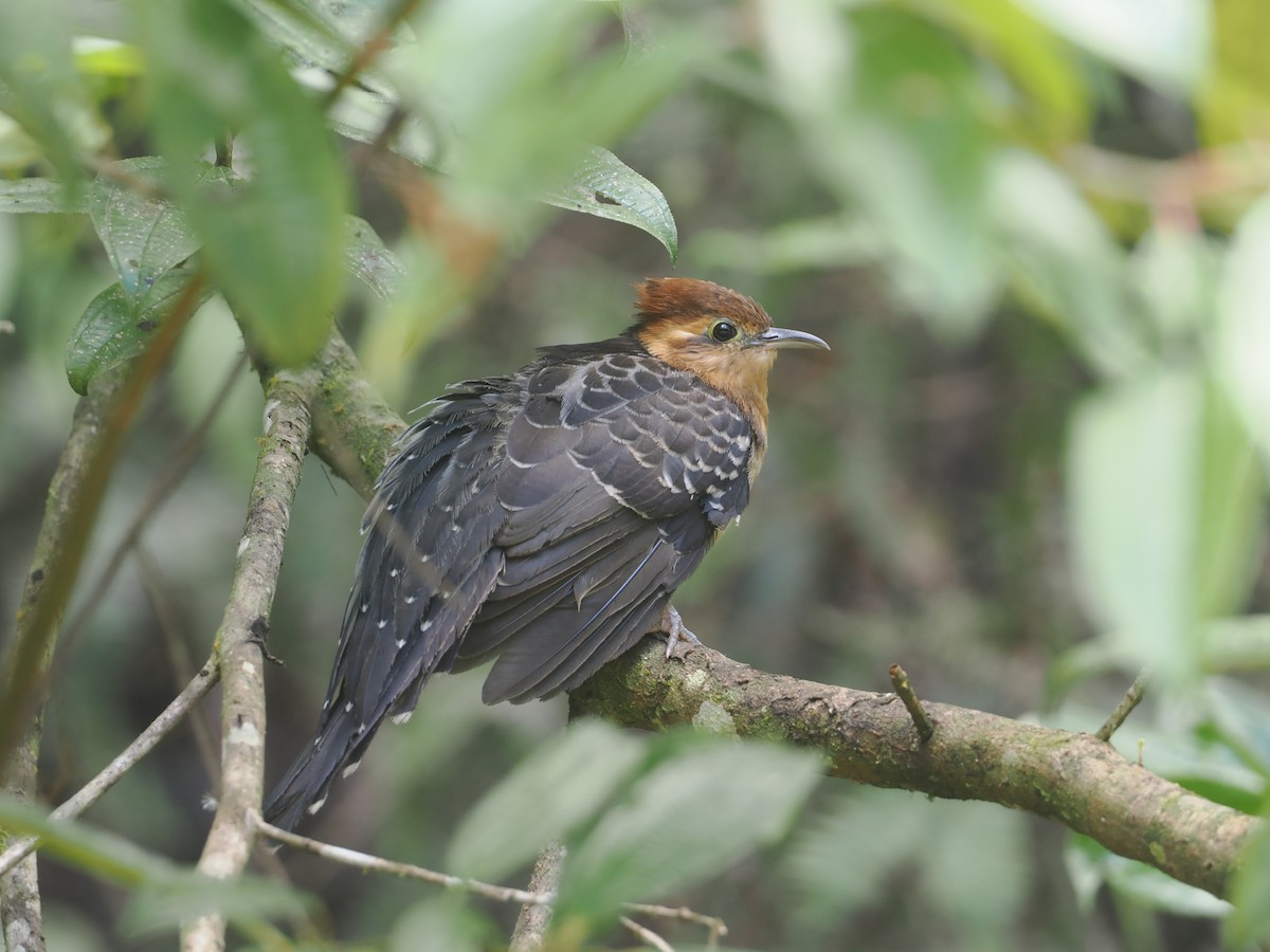 Pavonine Cuckoo - ML646430504