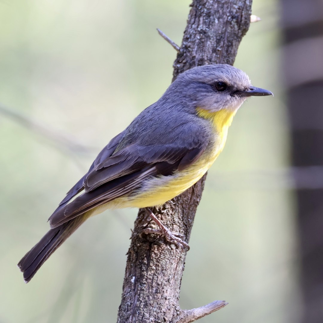 Petroica Amarilla - ML646430513