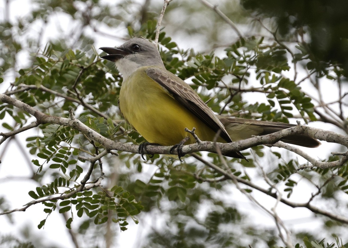 Tirano Silbador - ML646430514