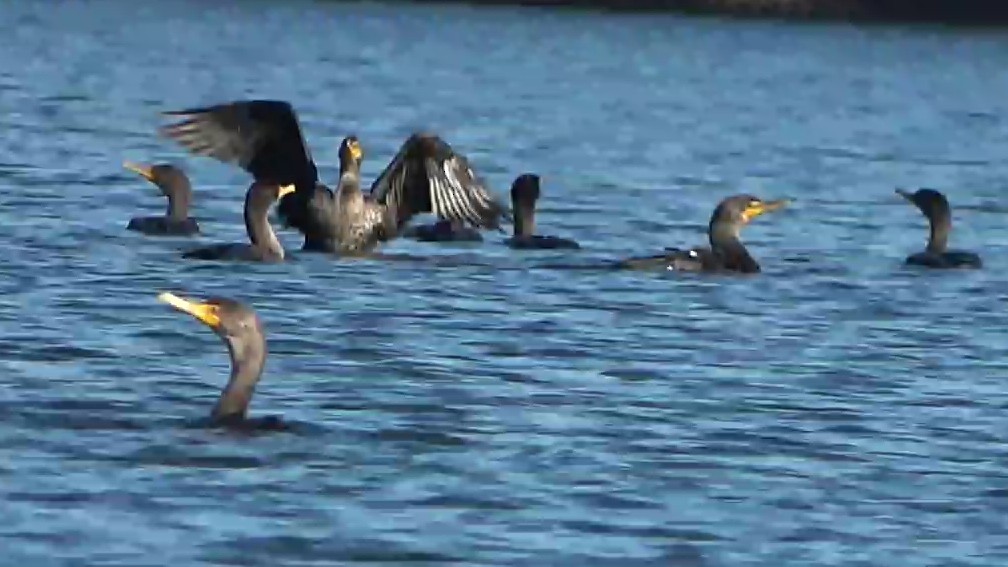 Cormorán Orejudo - ML646430515