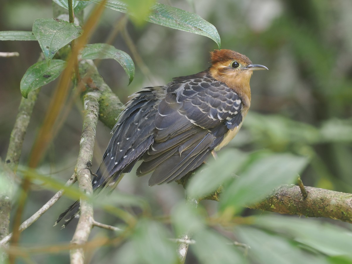 Cuclillo Pavonino - ML646430516