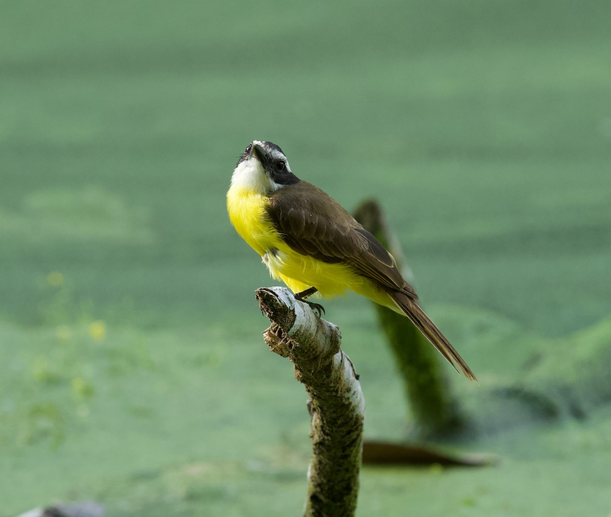 Bienteveo Común - ML646430517