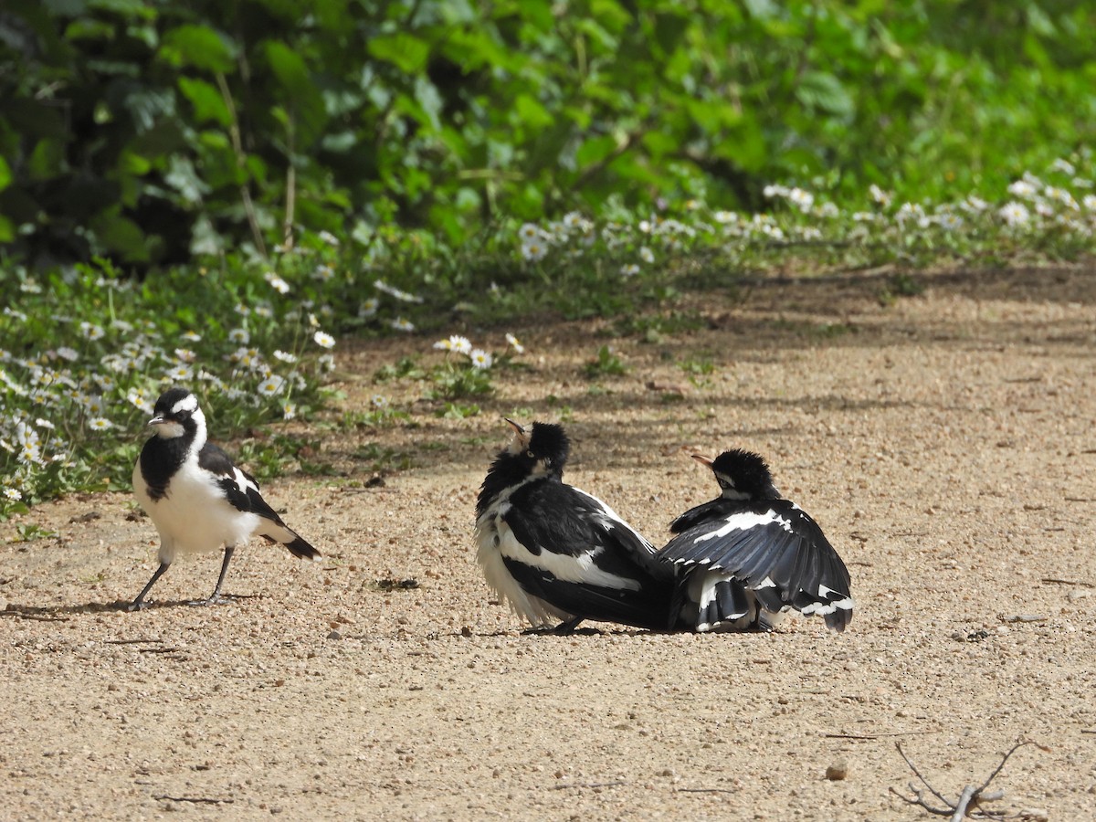 Grallina Australiana - ML646430518