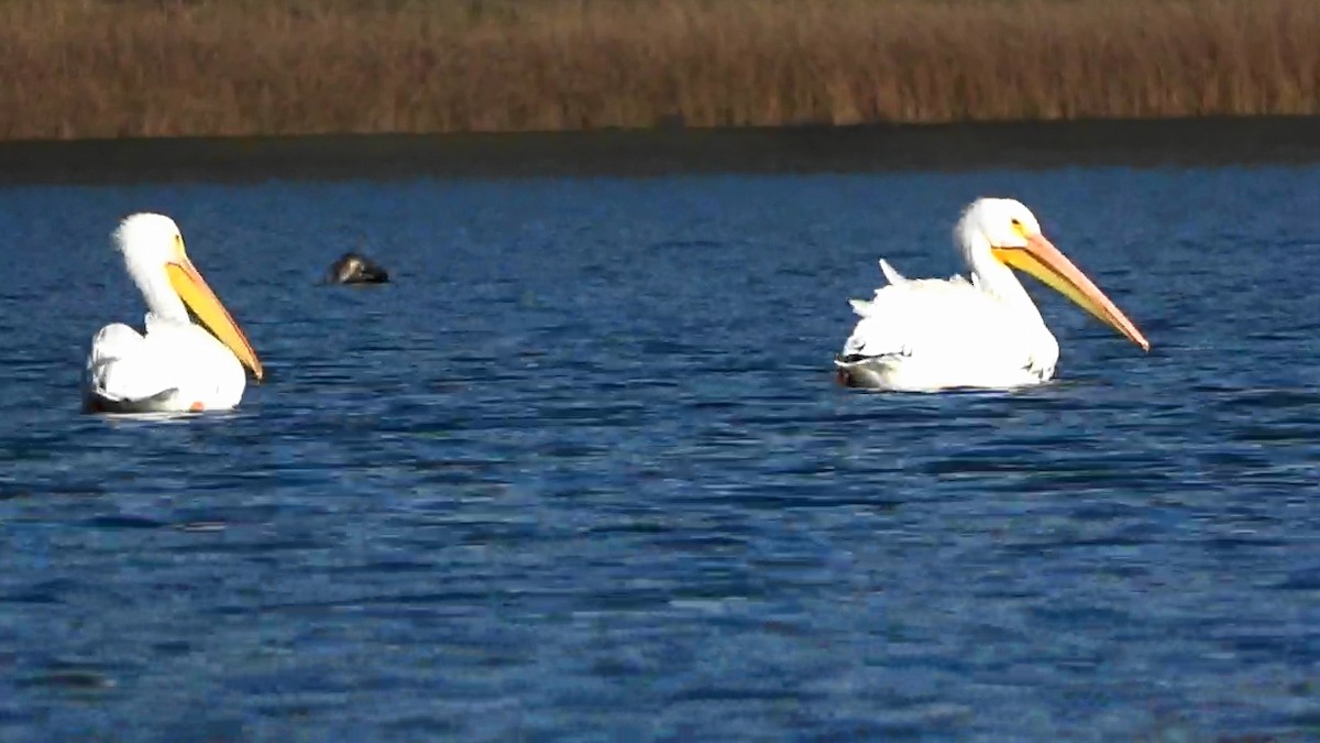 Pelícano Norteamericano - ML646430519