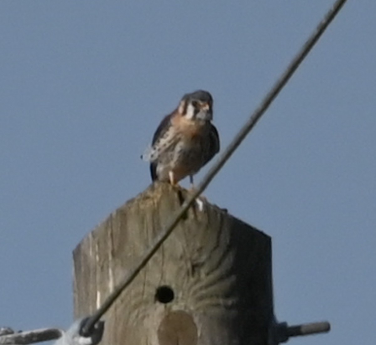 Cernícalo Americano - ML646430520