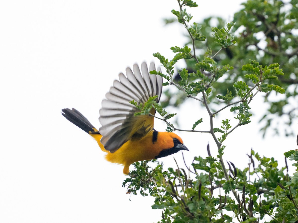 Turpial de Altamira - ML646430521