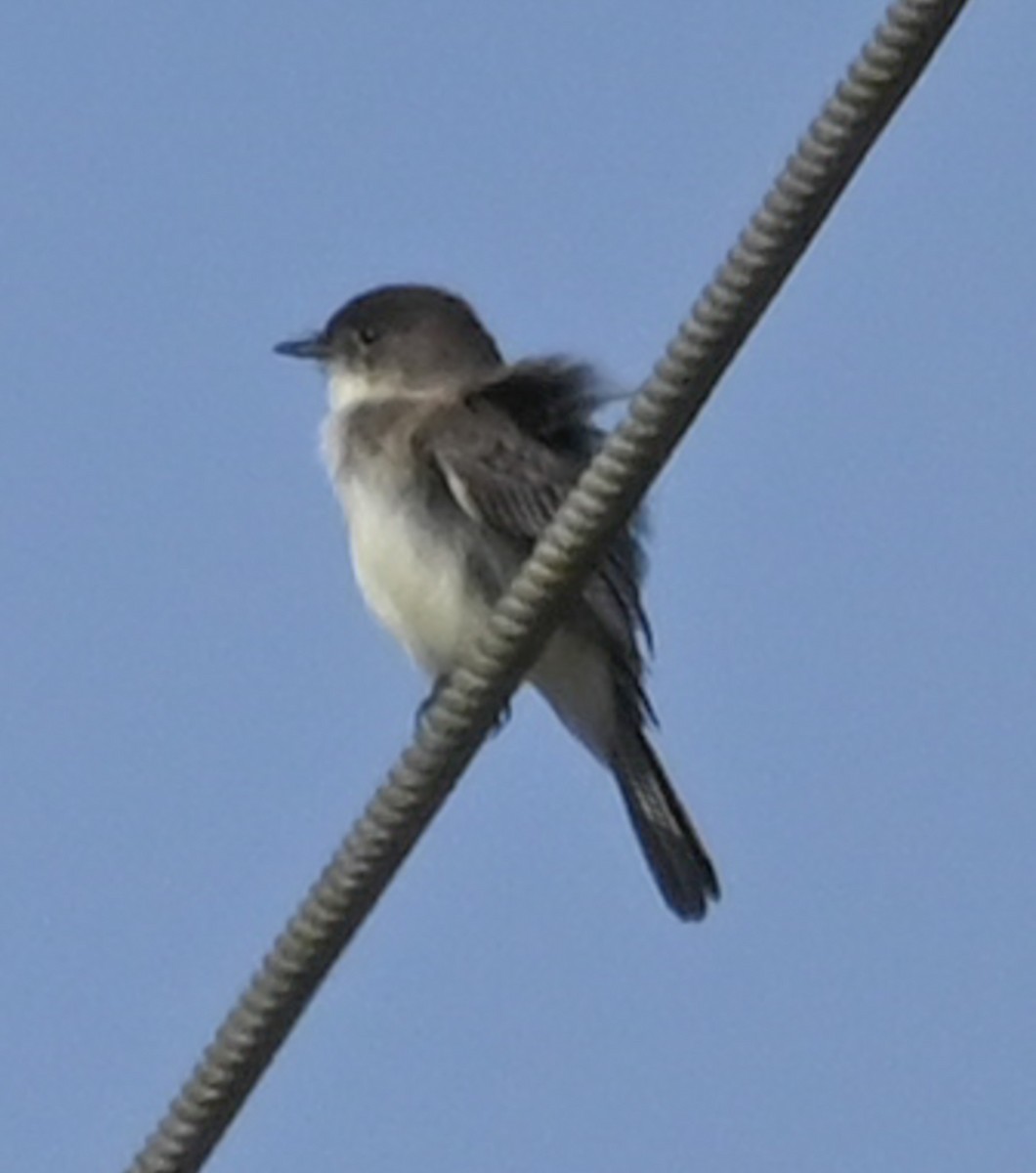 Mosquero Fibí - ML646430523