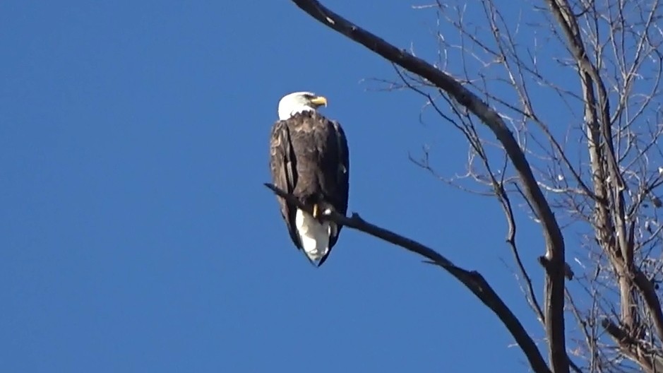 Pigargo Americano - ML646430524