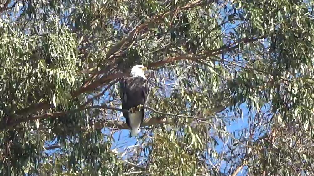 Pigargo Americano - ML646430525