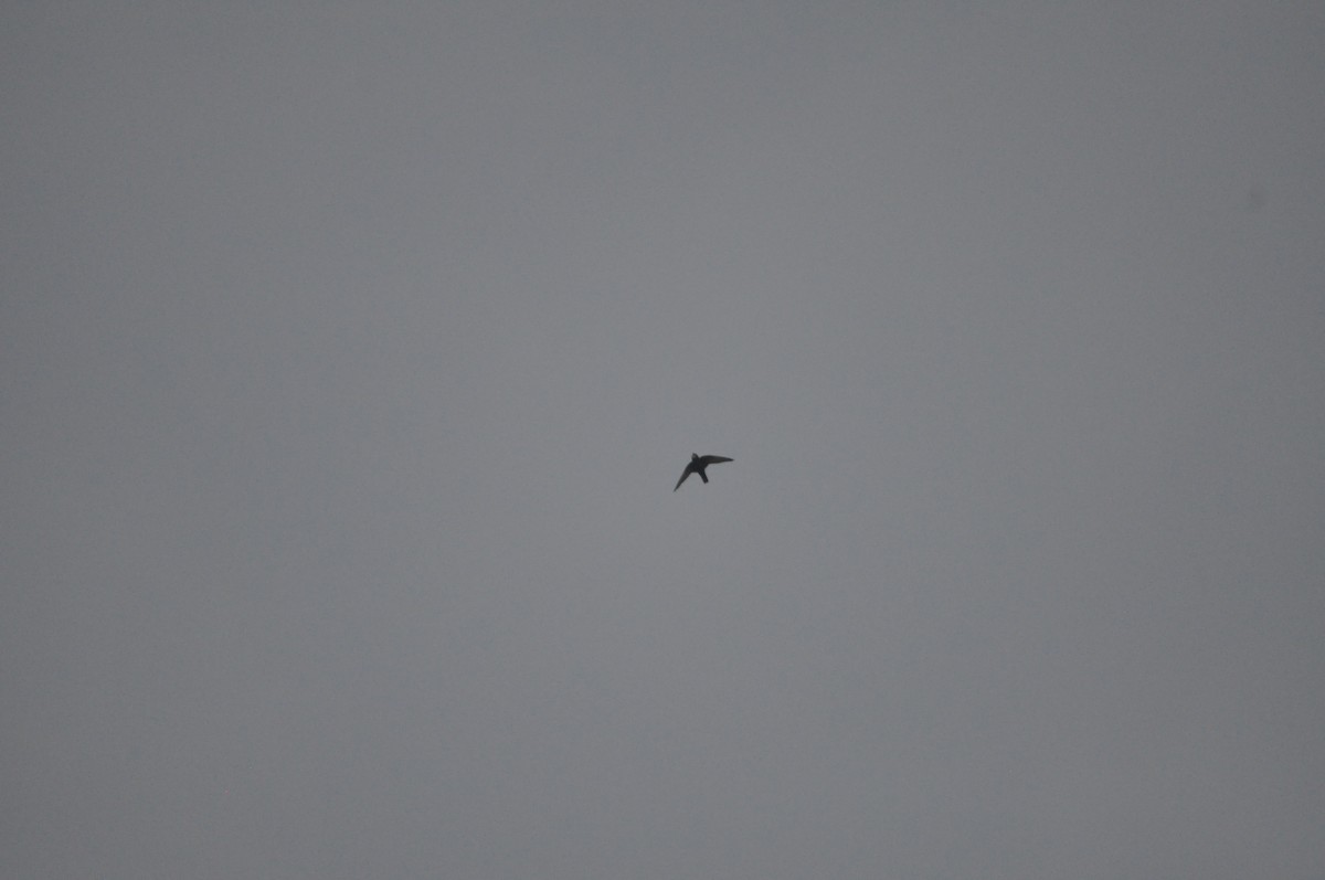 Vencejo Moro - ML646430527