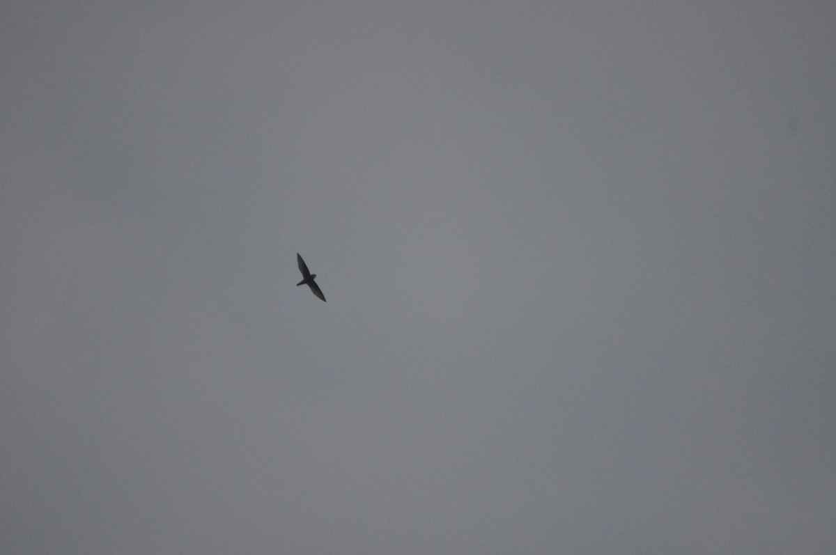 Vencejo Moro - ML646430528