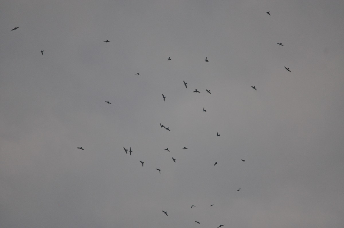 Vencejo Moro - ML646430529