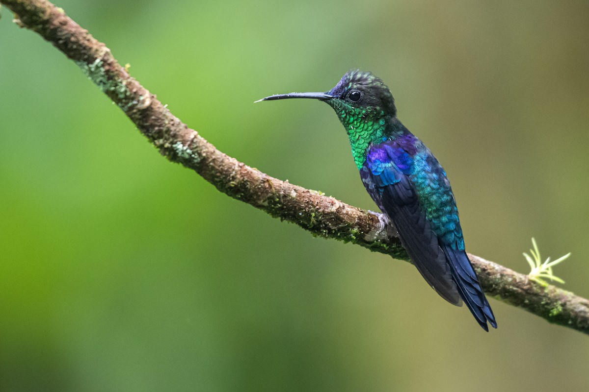 Zafiro Coronado - ML646430530