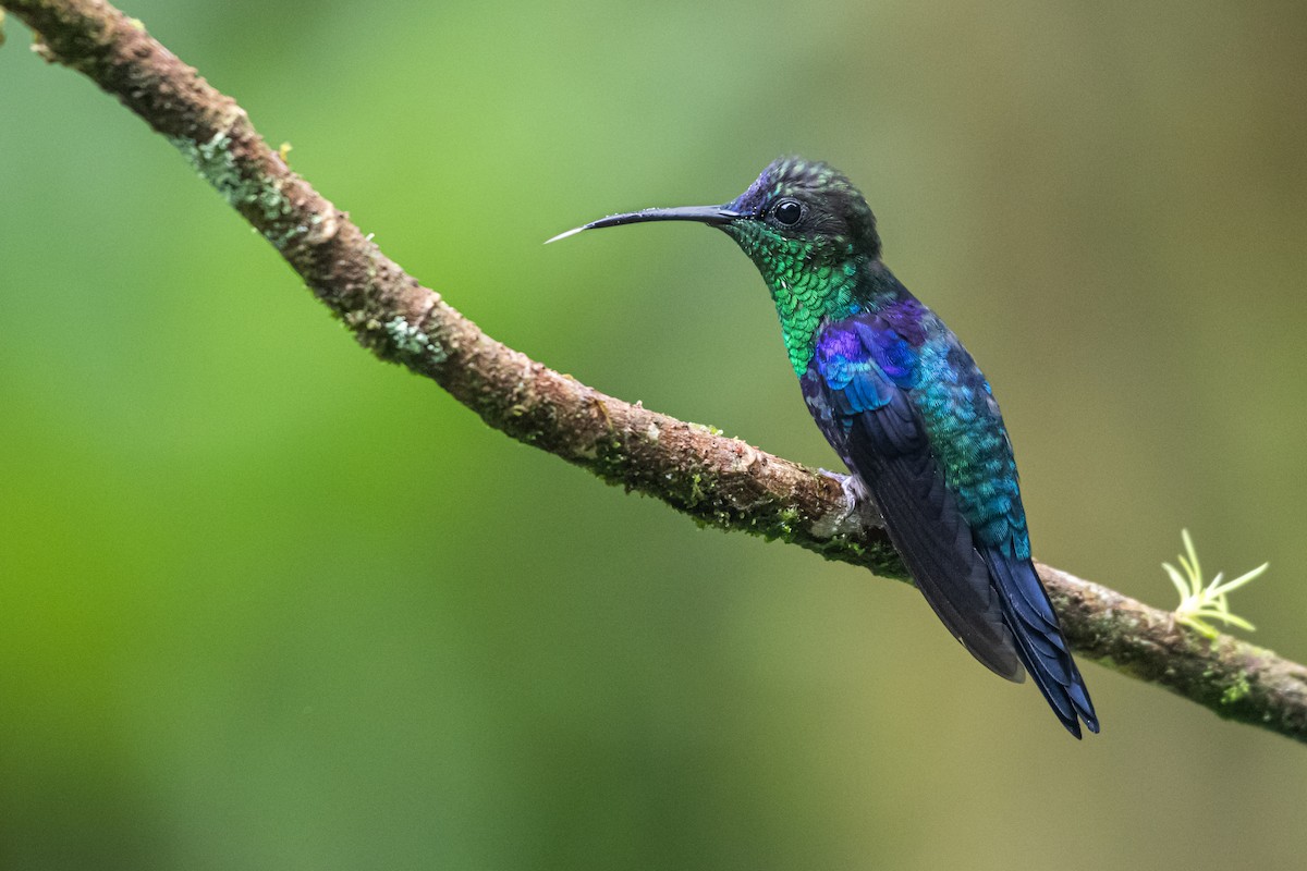 Zafiro Coronado - ML646430531