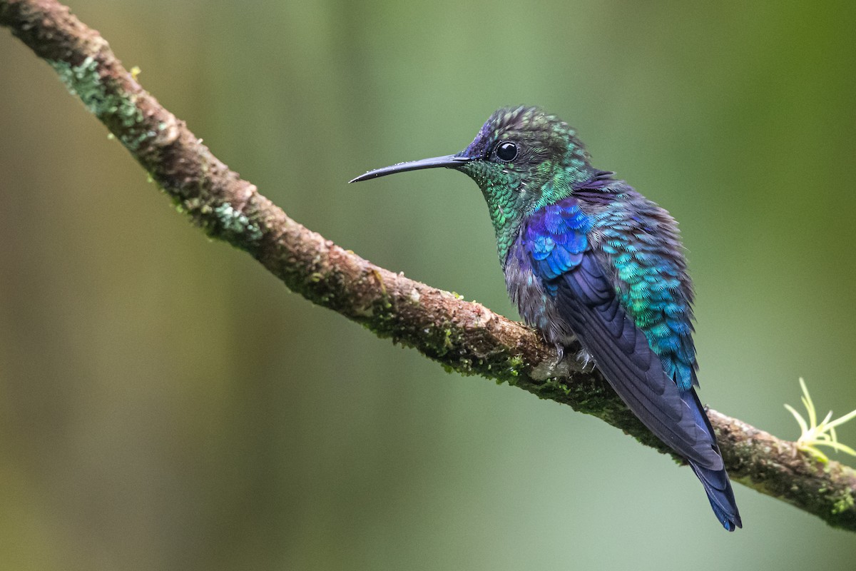 Zafiro Coronado - ML646430532