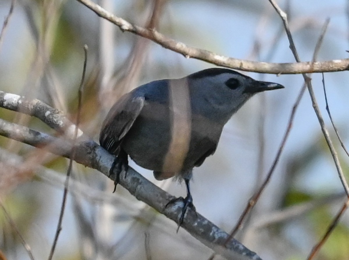 Pájaro Gato Gris - ML646430534