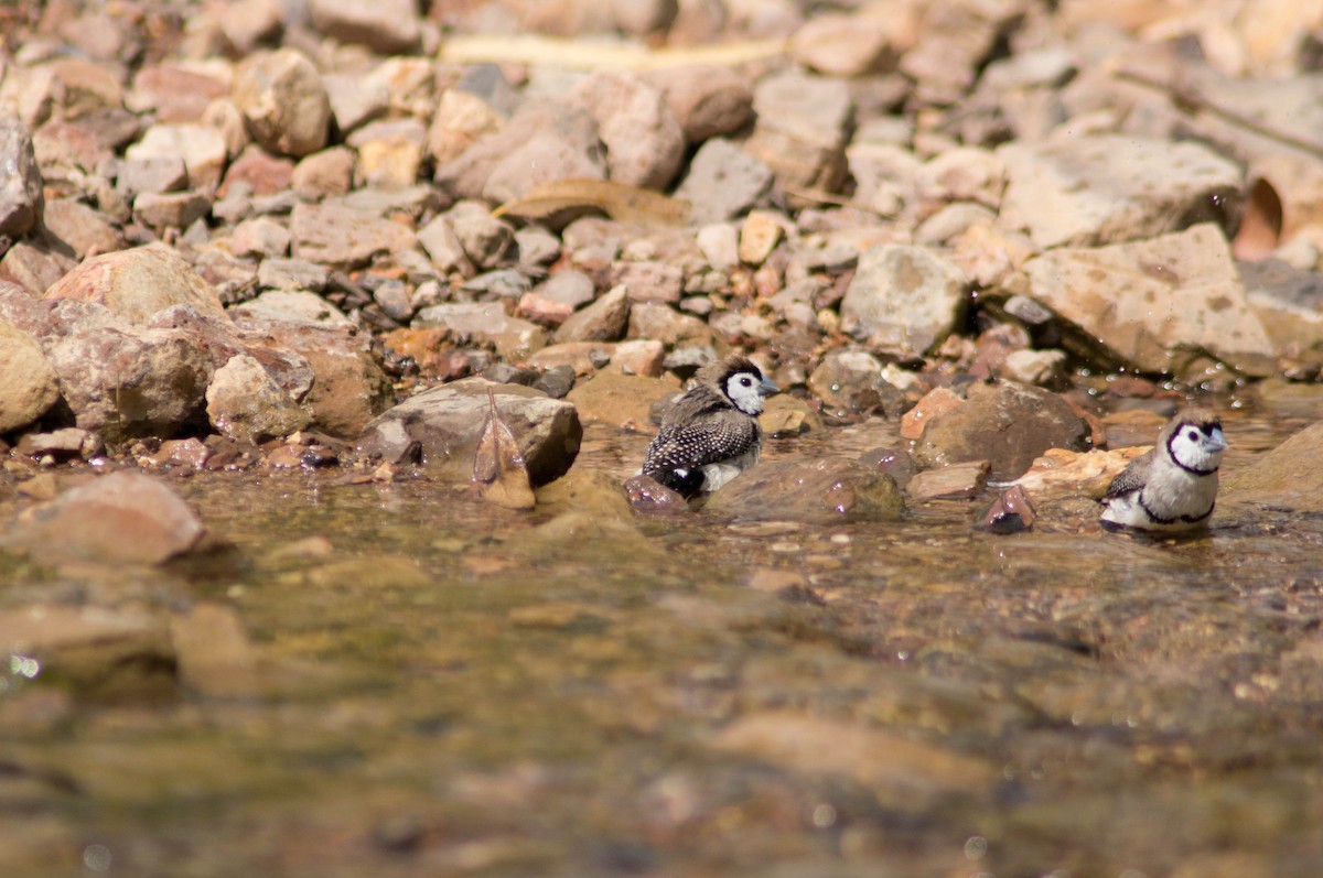 Diamante de Bicheno - ML646430535