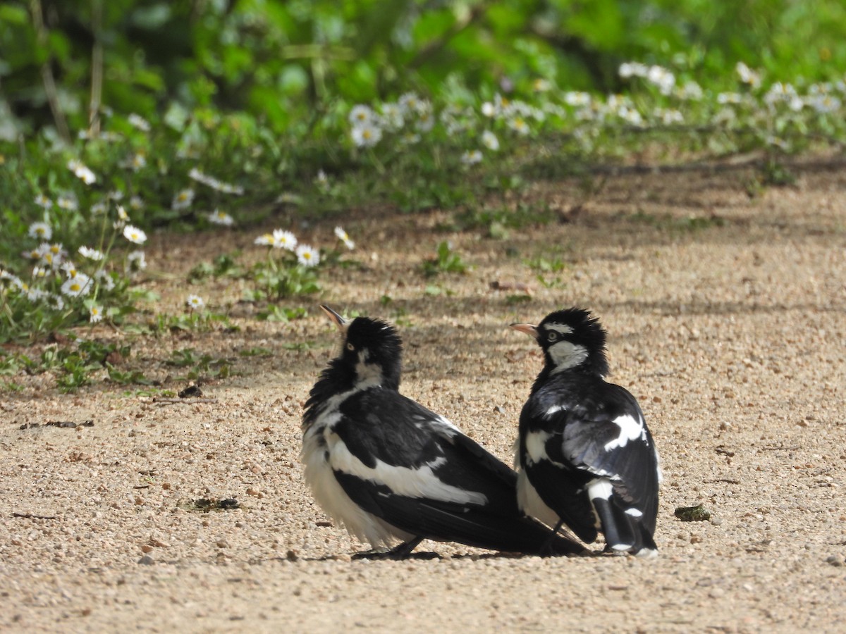 Grallina Australiana - ML646430536