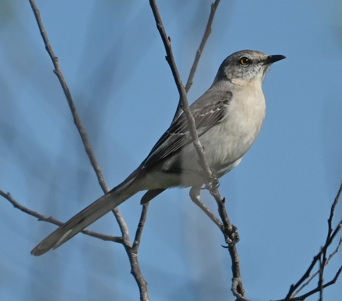 Sinsonte Norteño - ML646430537