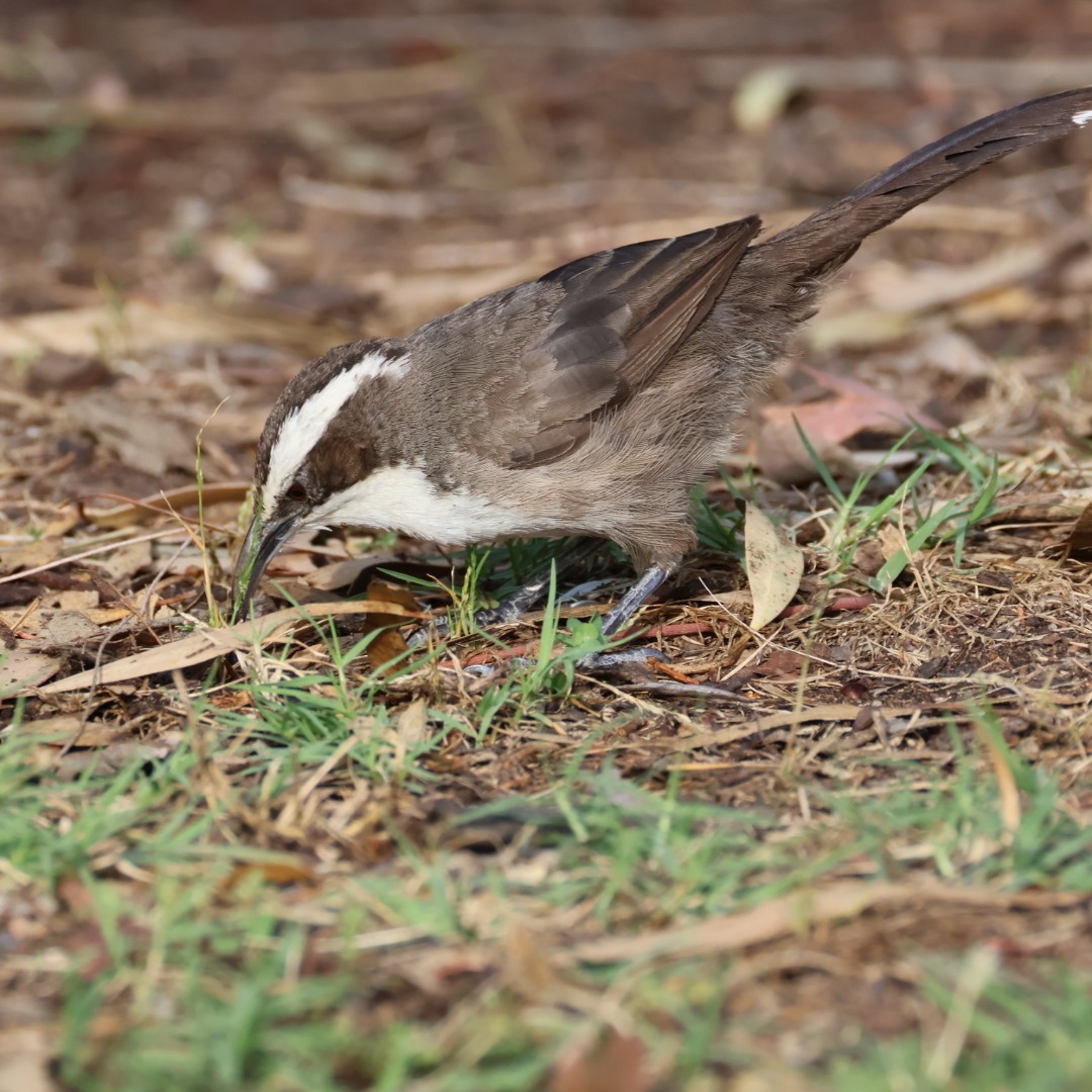 Gárrulo Cejudo - ML646430539