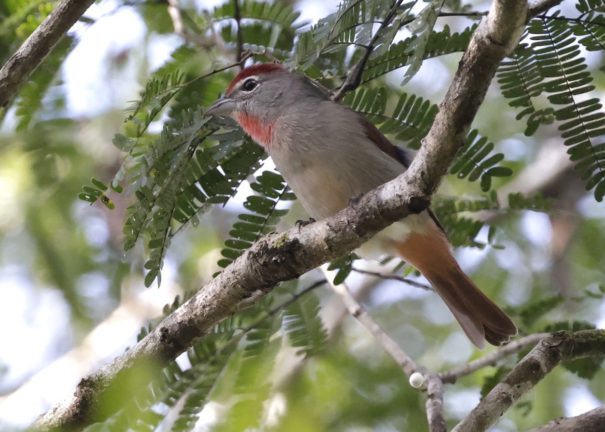 Piranga Yucateca - ML646430540