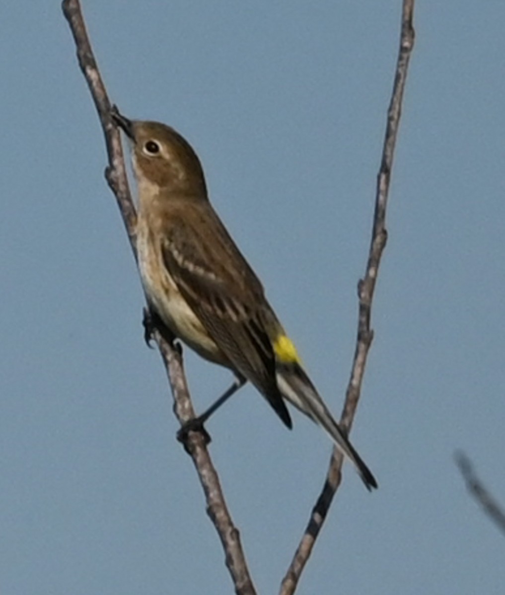 Reinita Coronada (Coronada) - ML646430541