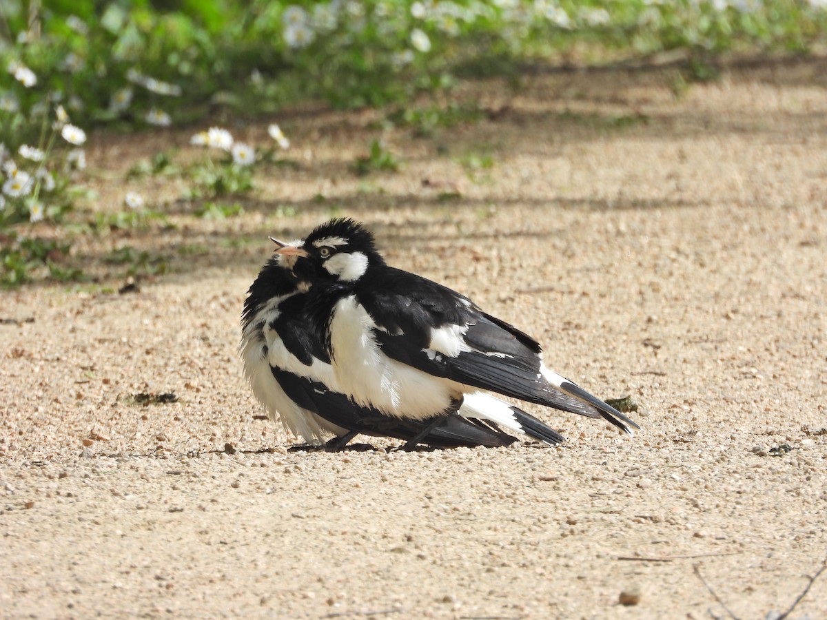 Grallina Australiana - ML646430542