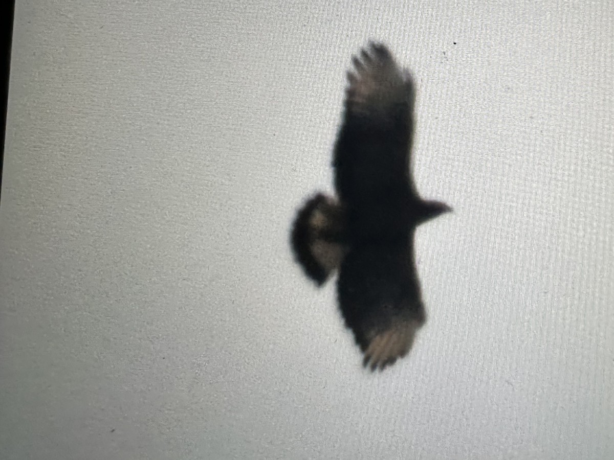 Águila Poma - ML646430544