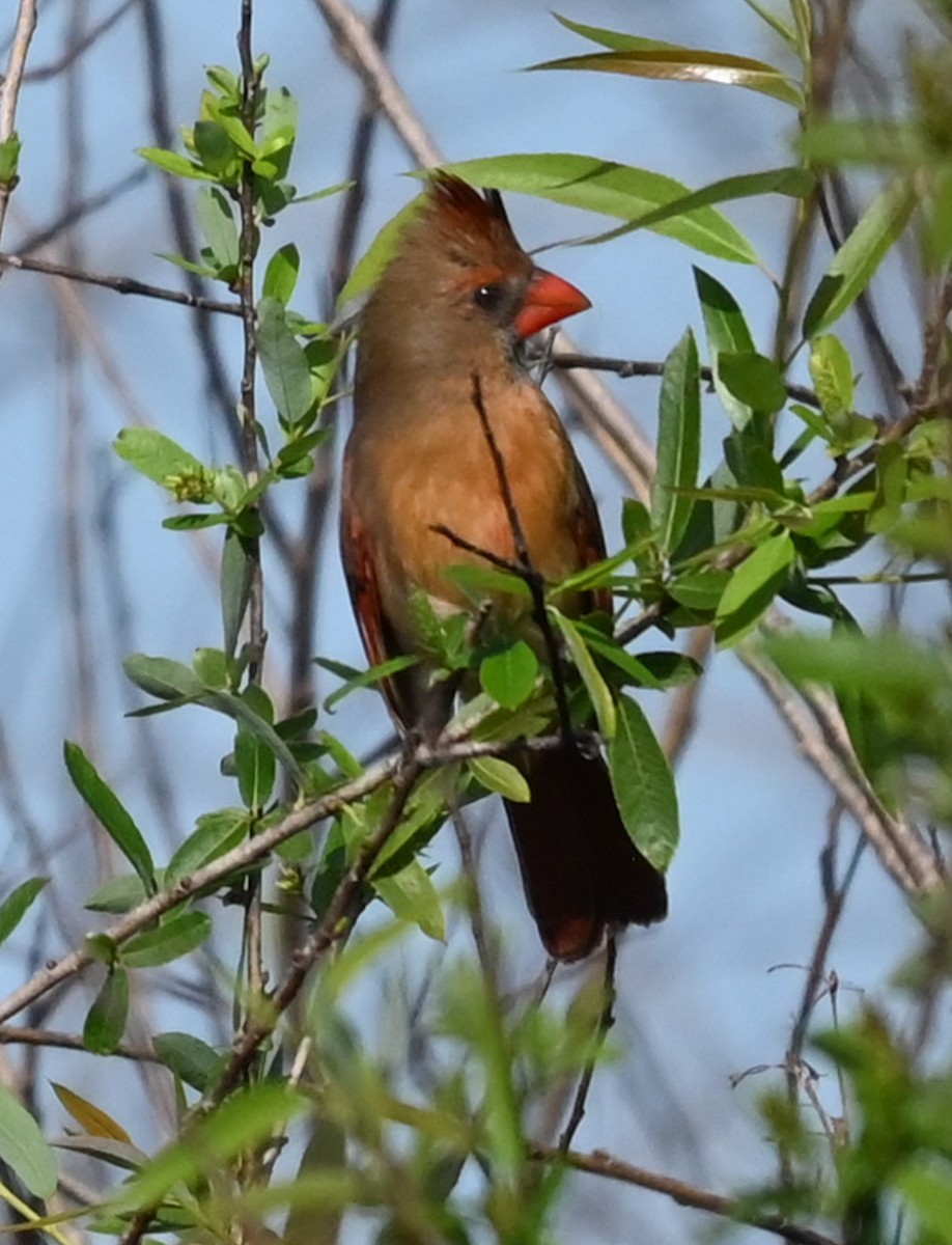 Cardenal Norteño - ML646430545