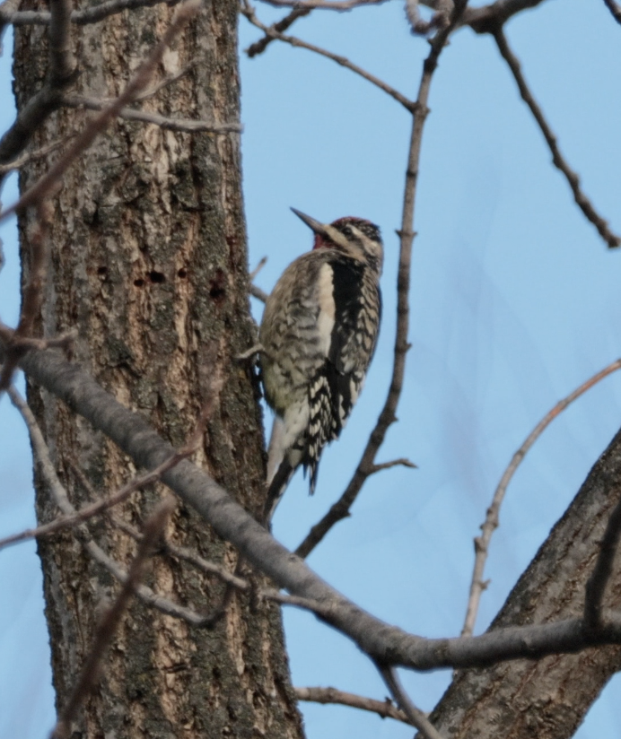 Yellow-bellied Sapsucker - ML646430546