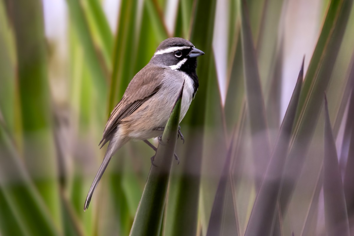 Chingolo Gorjinegro - ML646430547