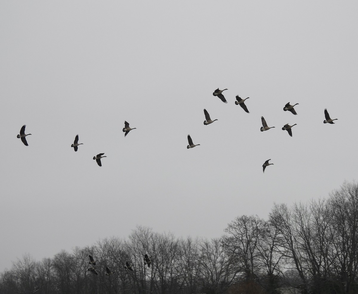 Barnacla Canadiense Grande - ML646430548