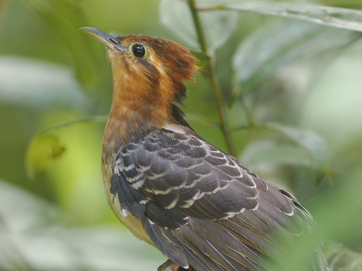 Pavonine Cuckoo - ML646430550