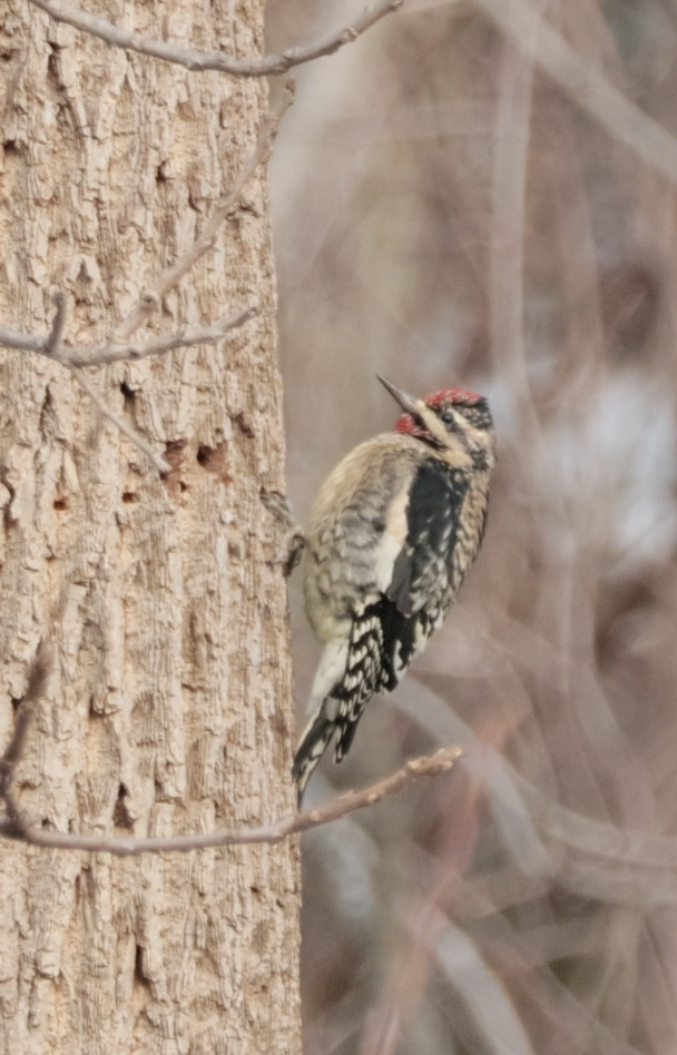 Yellow-bellied Sapsucker - ML646430551