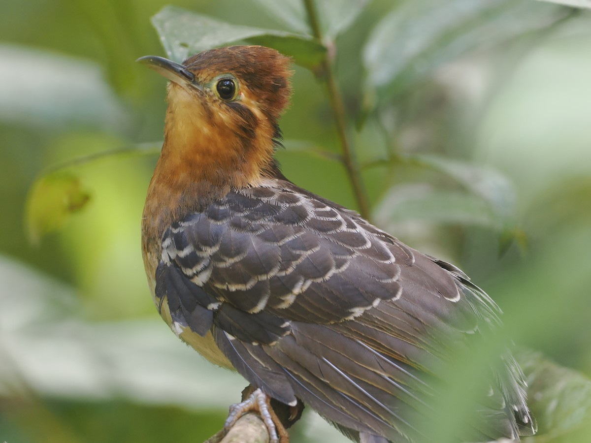 Pavonine Cuckoo - ML646430552