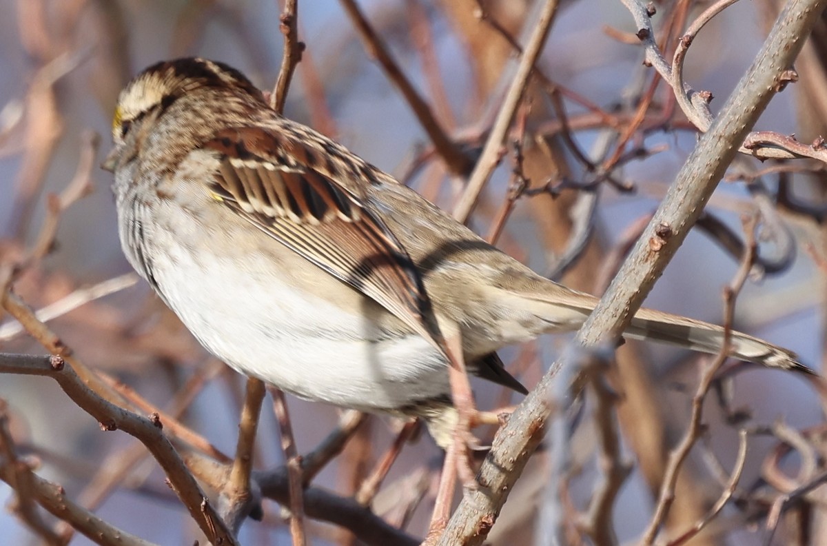 White-throated Sparrow - ML646430555