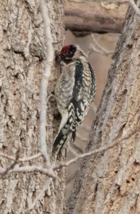 Yellow-bellied Sapsucker - ML646430556