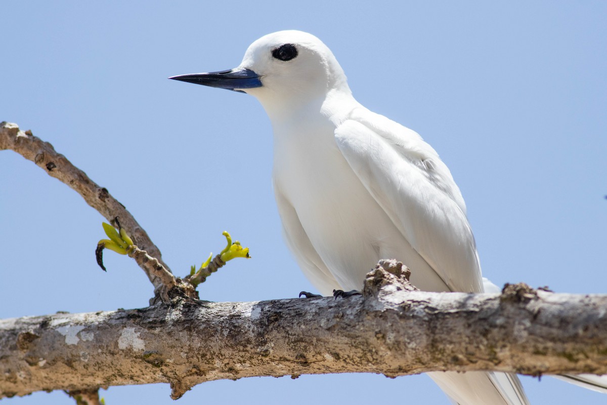 Blue-billed White-Tern - ML646430558