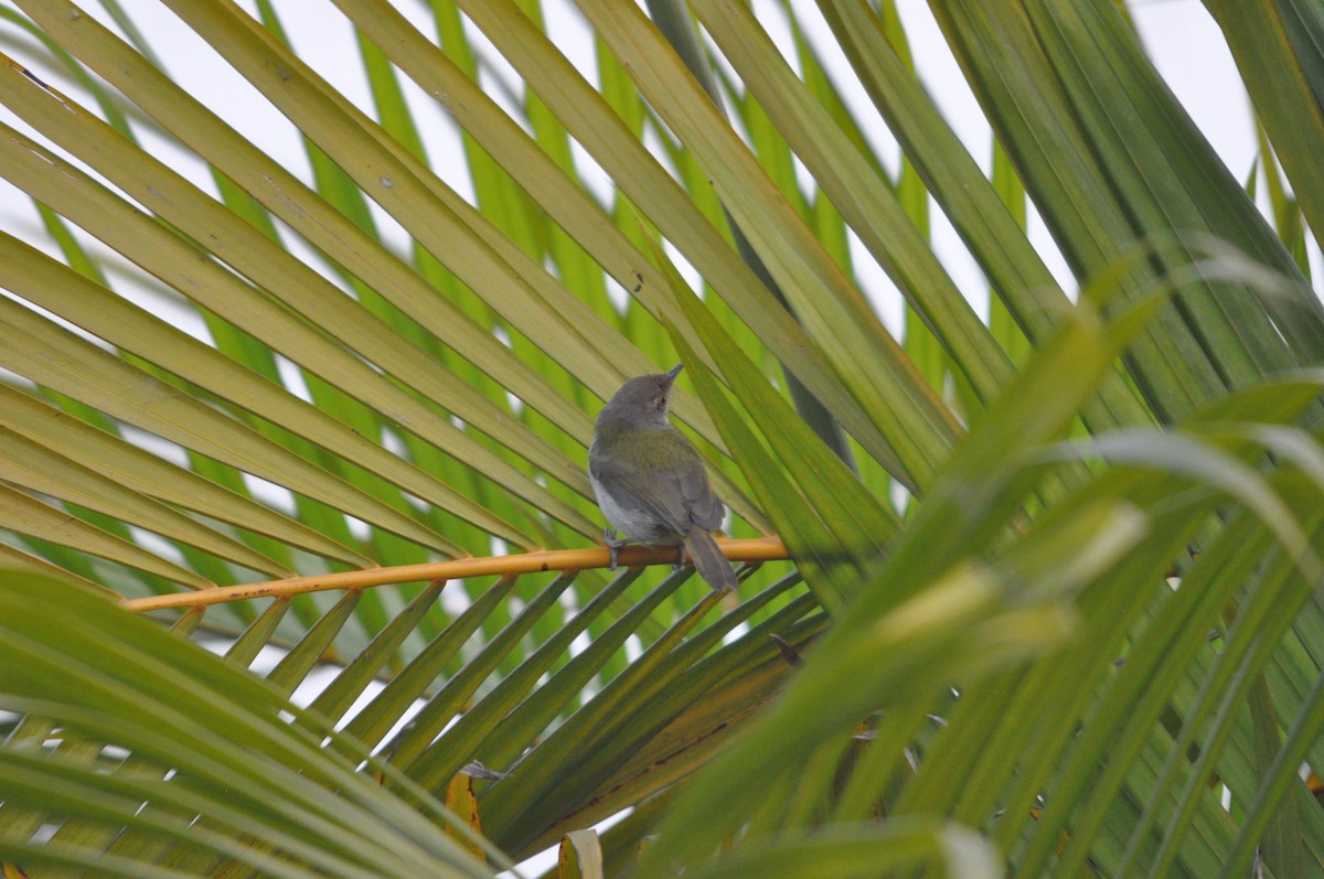 Common Tailorbird - ML646430559