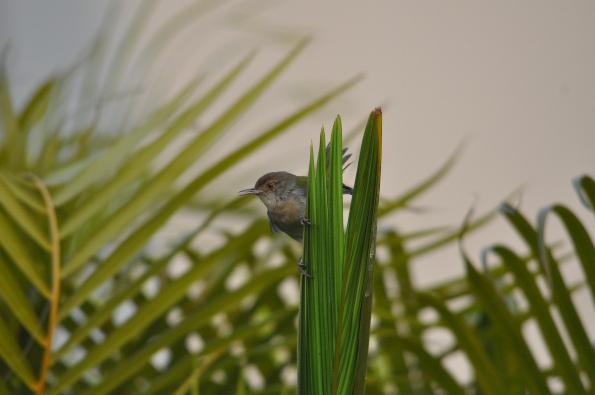 Common Tailorbird - ML646430560