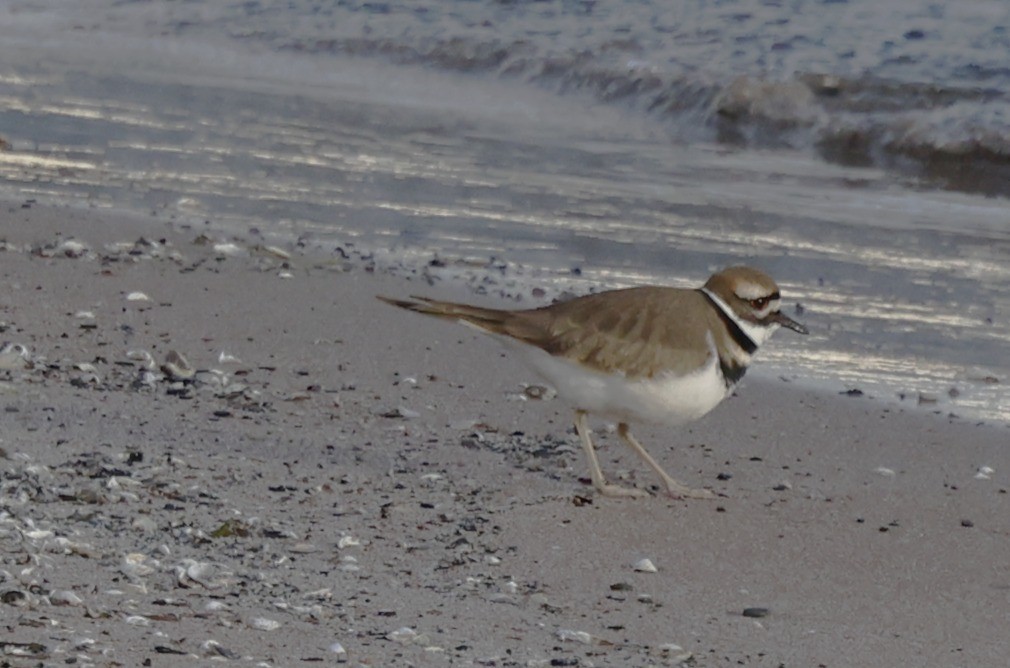 Killdeer - ML646430565