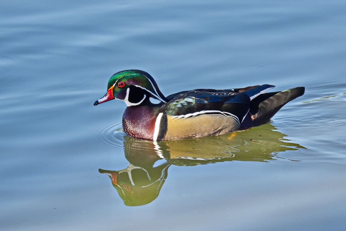 Wood Duck - ML646430566