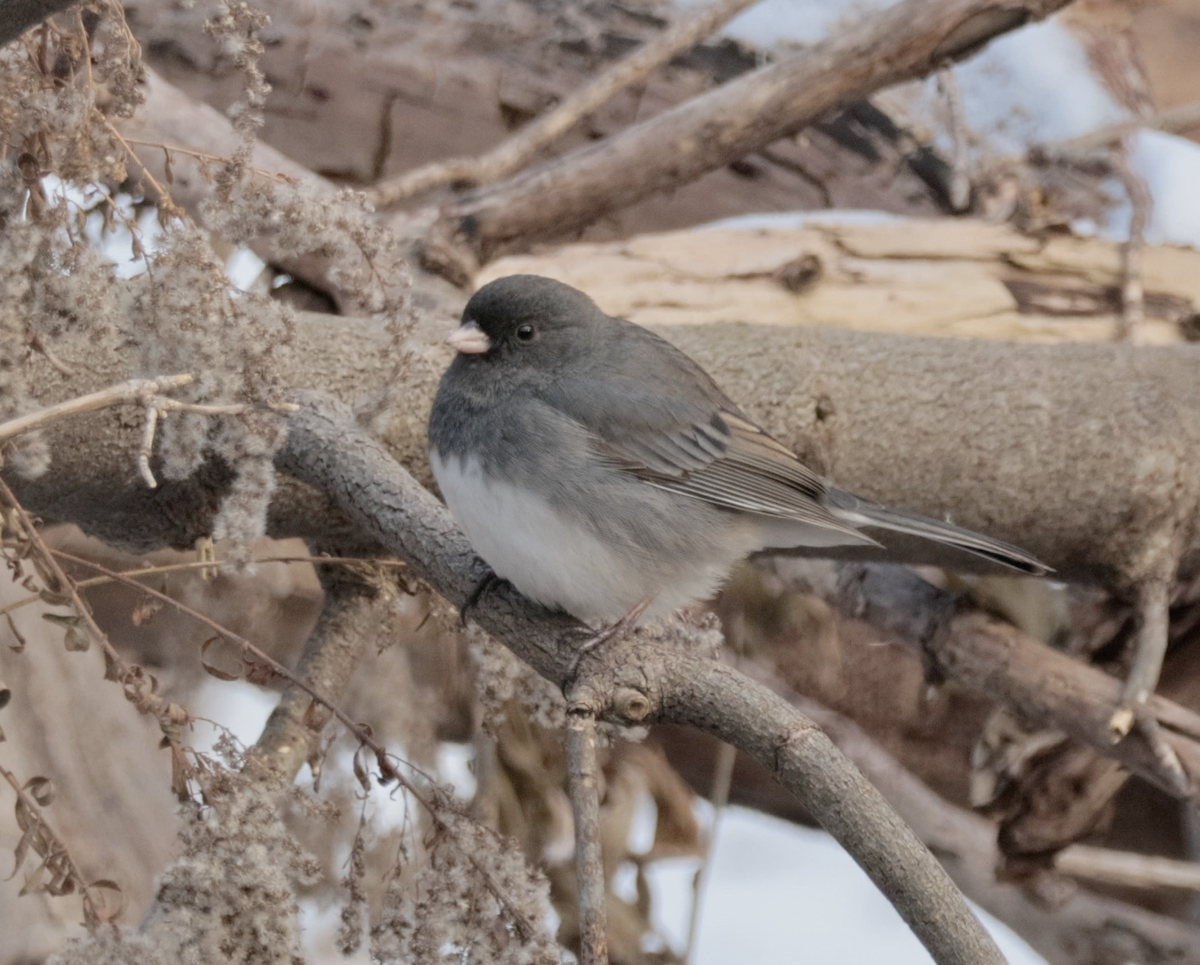 Dark-eyed Junco (Slate-colored) - ML646430567