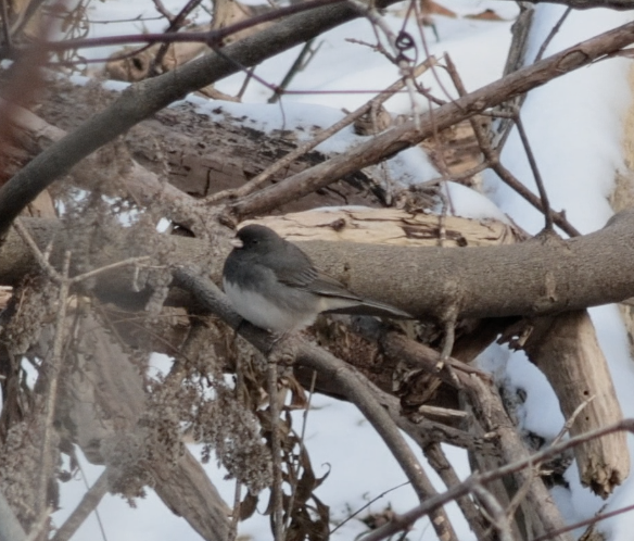 Dark-eyed Junco (Slate-colored) - ML646430568