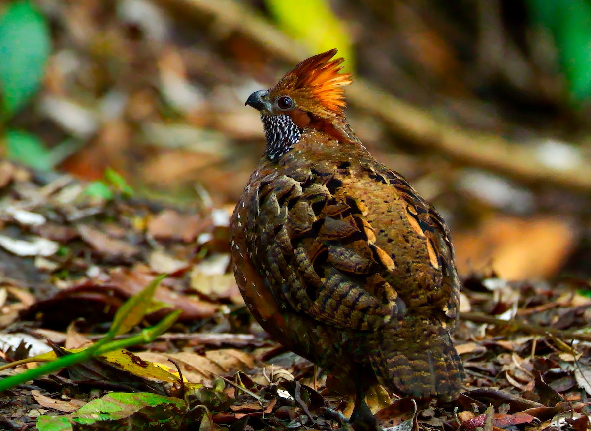 Tocro tacheté - ML646430569