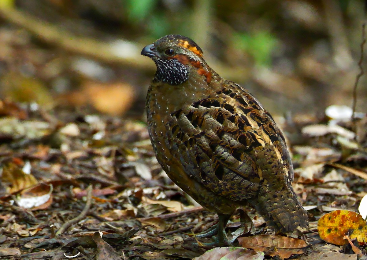 Tocro tacheté - ML646430570